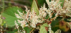 Japanese knotweed
